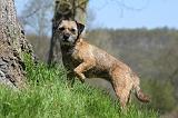 BORDER TERRIER 091